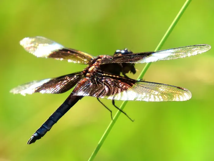 Salacoa Creek Park Picture 8