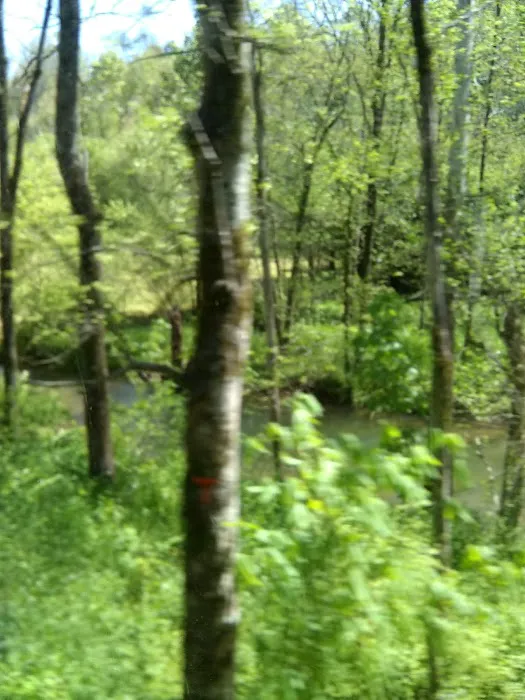 Camp Woodlee Youth Camp Picture 7