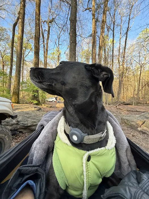 Prentice Cooper Primitive Campsite Picture 2