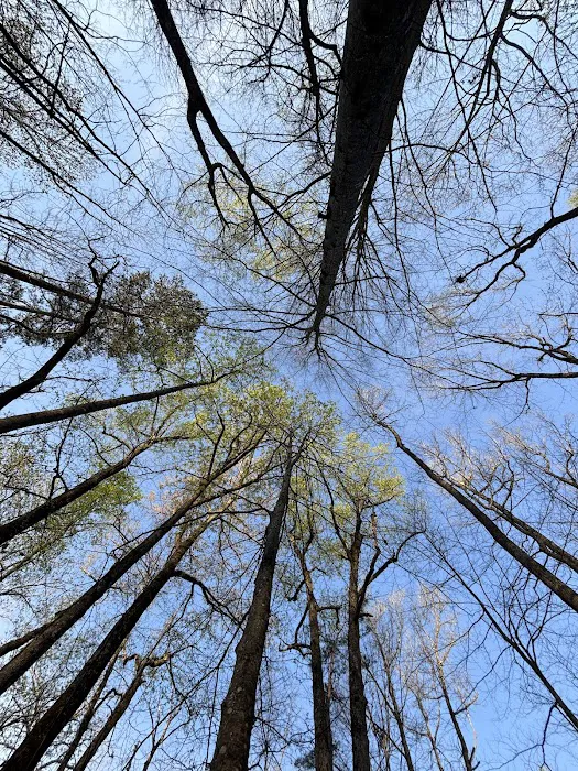 Prentice Cooper Primitive Campsite Picture 3