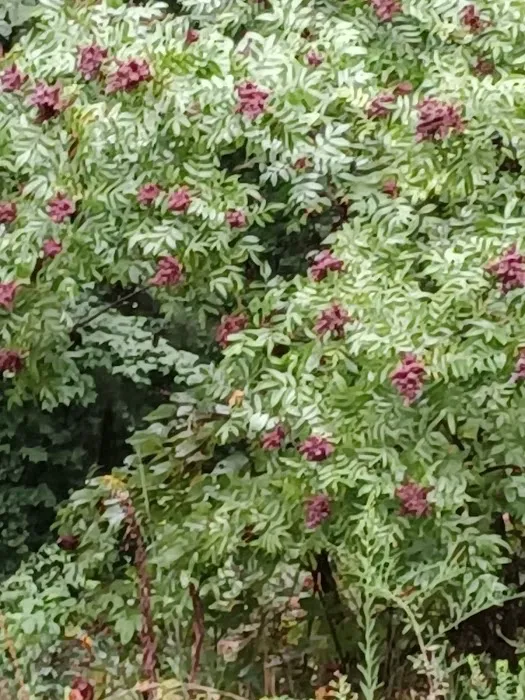 Davis Pond Picture 5