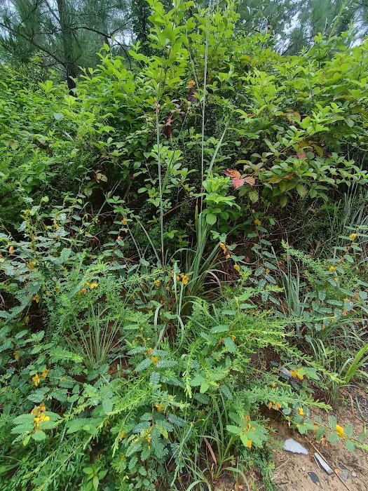 Davis Pond Picture 3