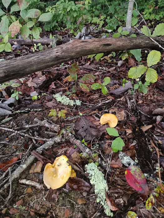 Davis Pond Picture 4