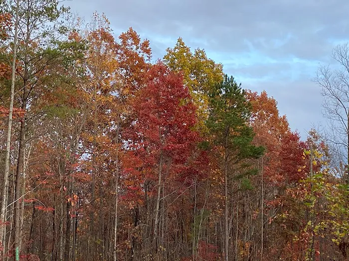 Outpost RV and Tent Sites at Camp Chet (Reservations required) Picture 10