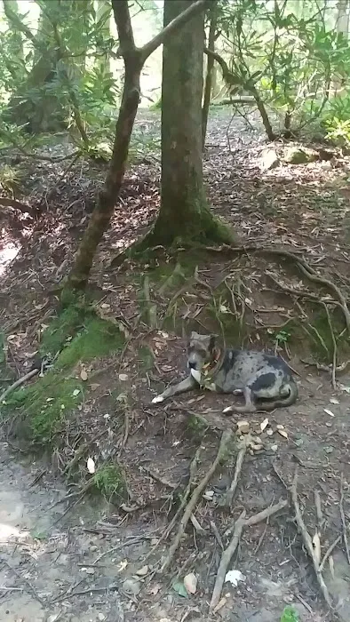 Bear Creek Campground Picture 5