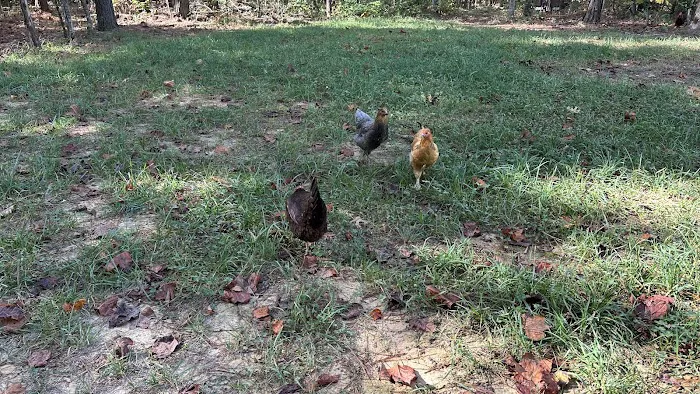 The Getaway on Ranger Creek Picture 9