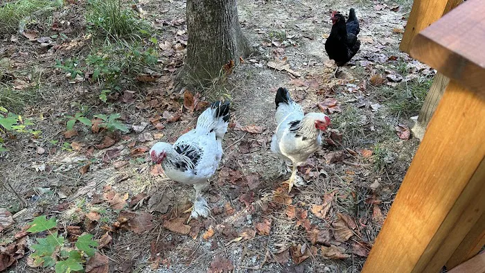 The Getaway on Ranger Creek Picture 8