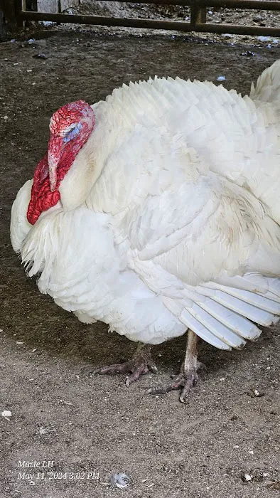 Goldfinch ranch Picture 3