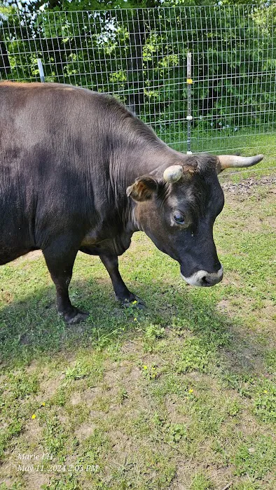 Goldfinch ranch Picture 4