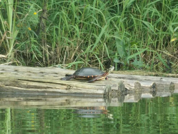 Camp Darling Picture 3