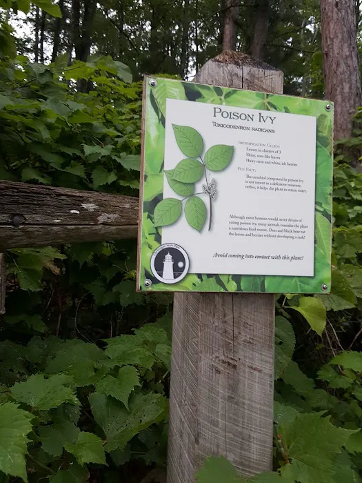 Black Lake State Forest Campground Picture 5