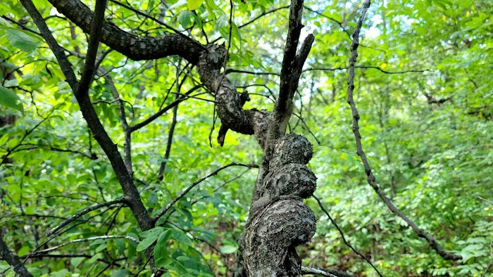 W. R. Wadewitz Nature Camp Picture 8