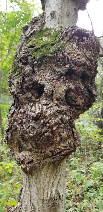 Spring Creek Youth Campground Picture 1