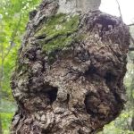 Spring Creek Youth Campground