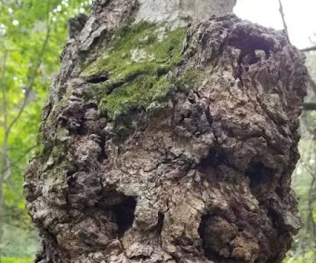 Spring Creek Youth Campground