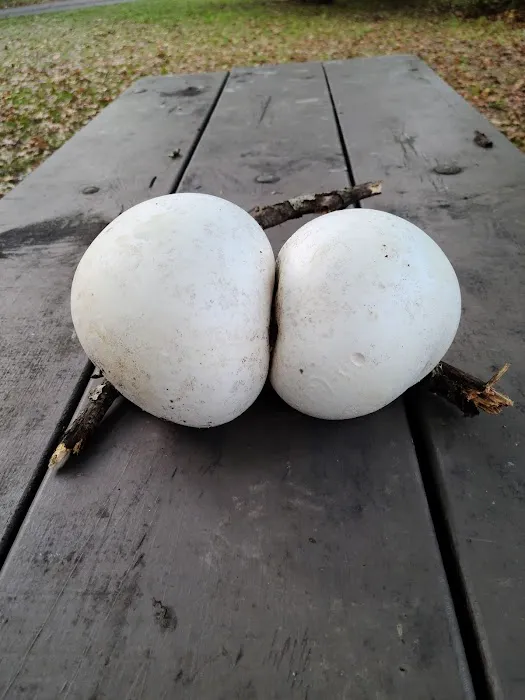 Sunny Crest Family Campground Picture 5