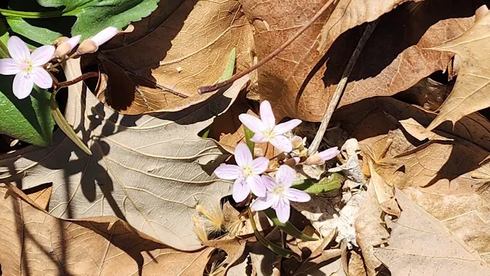 Camp Wokanda Blackfeet Cabin Picture 1