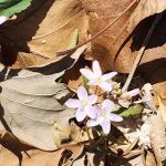 Camp Wokanda Blackfeet Cabin