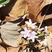 Camp Wokanda Blackfeet Cabin ico