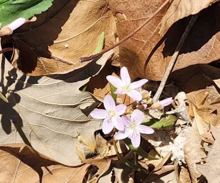 Camp Wokanda Blackfeet Cabin