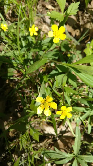 Camp Wokanda OA Lodge Picture 6