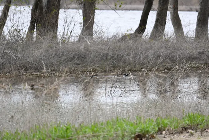 Marshall State Fish and Wildlife Area. Picture 3