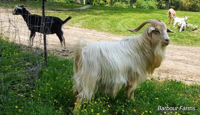 Barbour Farms Picture 5