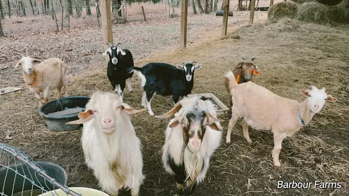 Barbour Farms Picture 2