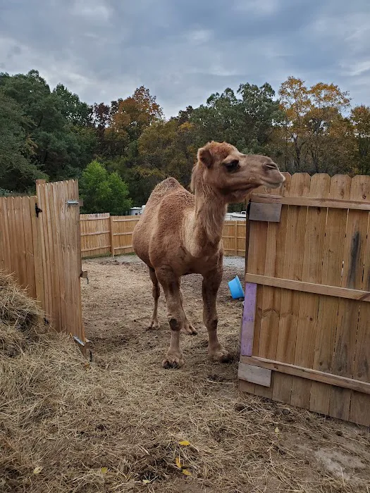 Bear Branch Campgrounds Picture 2