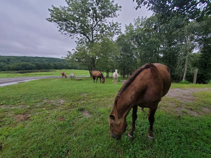 Bear Branch Campgrounds Picture 10