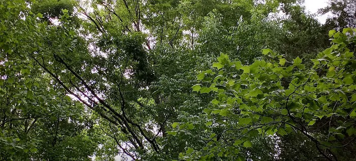 Lake Glendale Picture 7