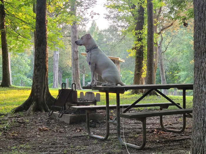 Dixon Springs State Park Campground Picture 10