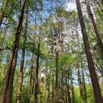 Oak Point Campground