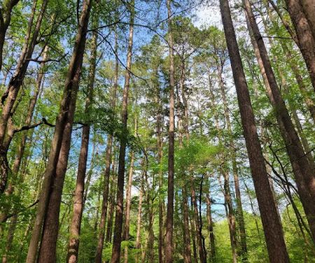 Oak Point Campground