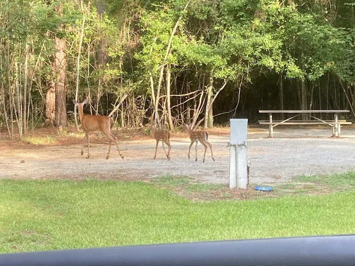 Timberline Glamping at Lake Blackshear Picture 6