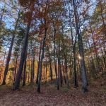 Coleman Lake Campground and Picnic Area