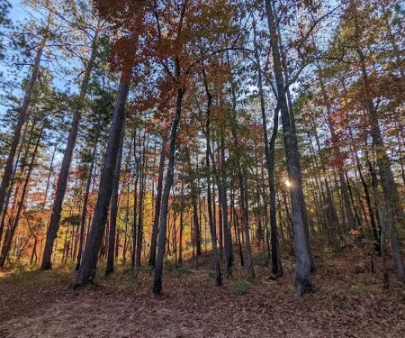 Coleman Lake Campground and Picnic Area
