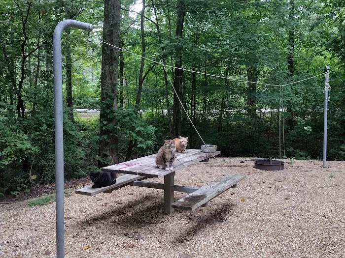 Coleman Lake Campground and Picnic Area Picture 2