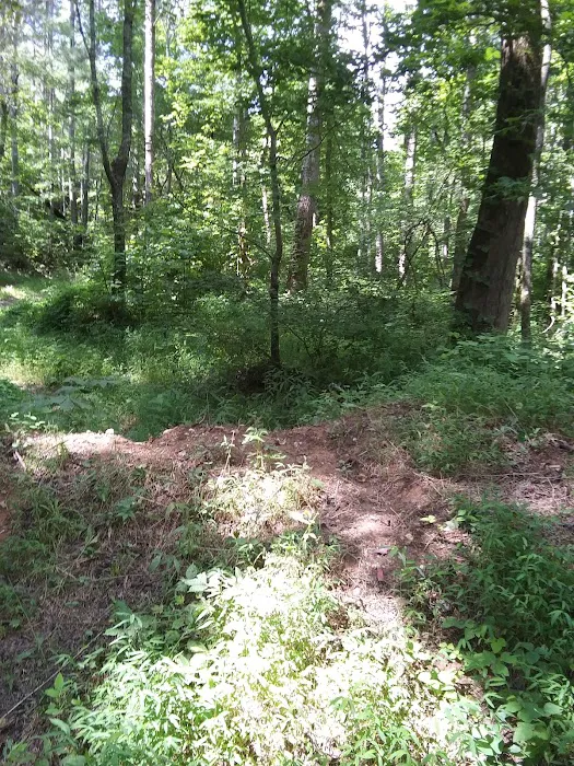 Coleman Lake Campground and Picnic Area Picture 5