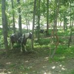 Warden Station Horse Camp