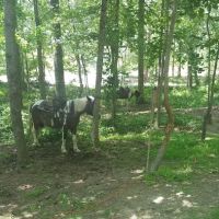 Warden Station Horse Camp ico