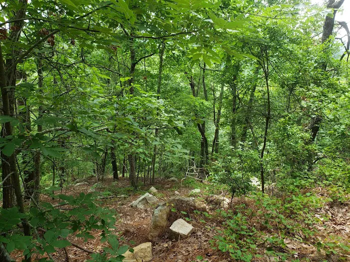 Choccolocco Mountain Picture 5