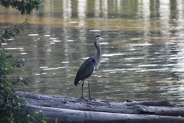Whitetail Ridge Campground Picture 10