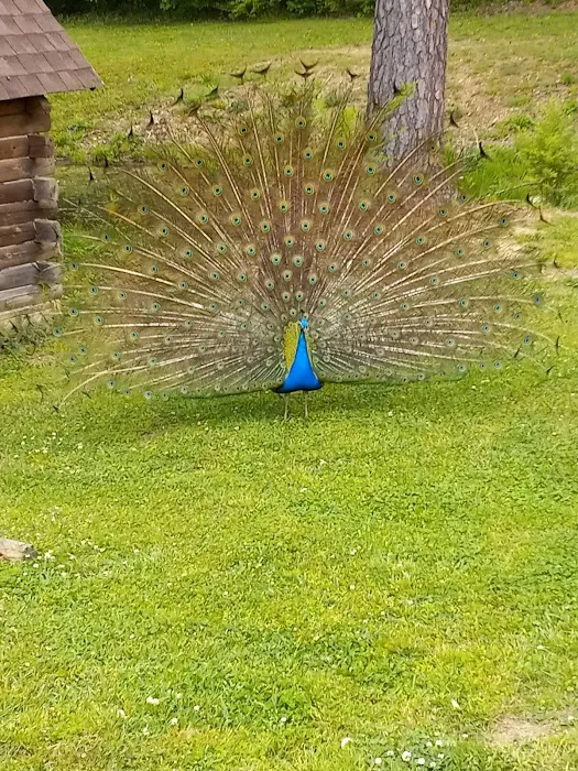 Cedar Break RV Park & Campground Picture 4