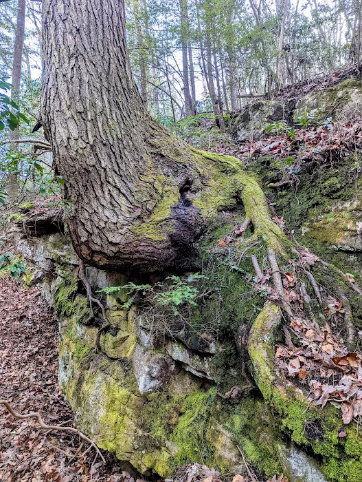 Cloudland Canyon Pioneer Campsites Picture 1