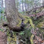 Cloudland Canyon Pioneer Campsites