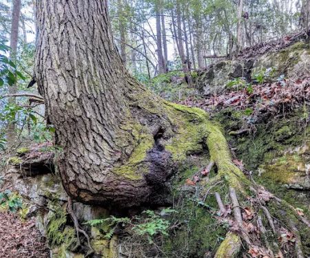 Cloudland Canyon Pioneer Campsites