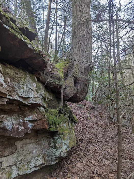 Cloudland Canyon Pioneer Campsites Picture 2