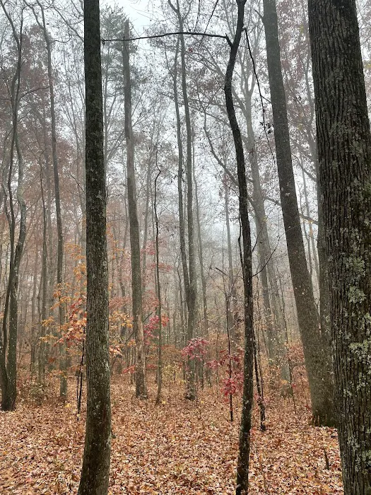 Cloudland Canyon Pioneer Campsites Picture 7