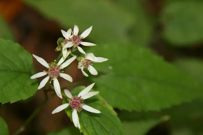 The Pocket Recreation Area Picture 8